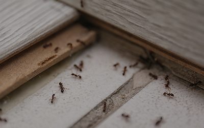 The One Mistake Most People Make After a Pest Control Visit