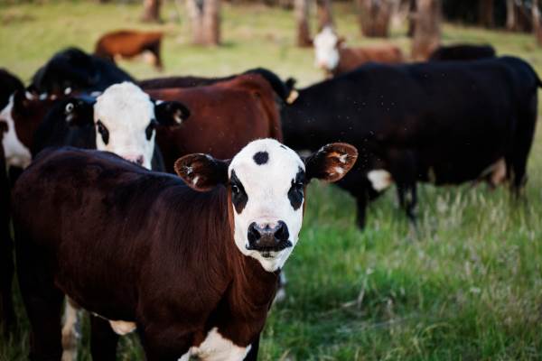 How Feed Supplements Contribute to Better Livestock Management
