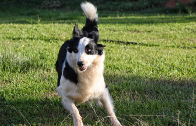 Does Collagen Help Dogs with Stiff Joints?