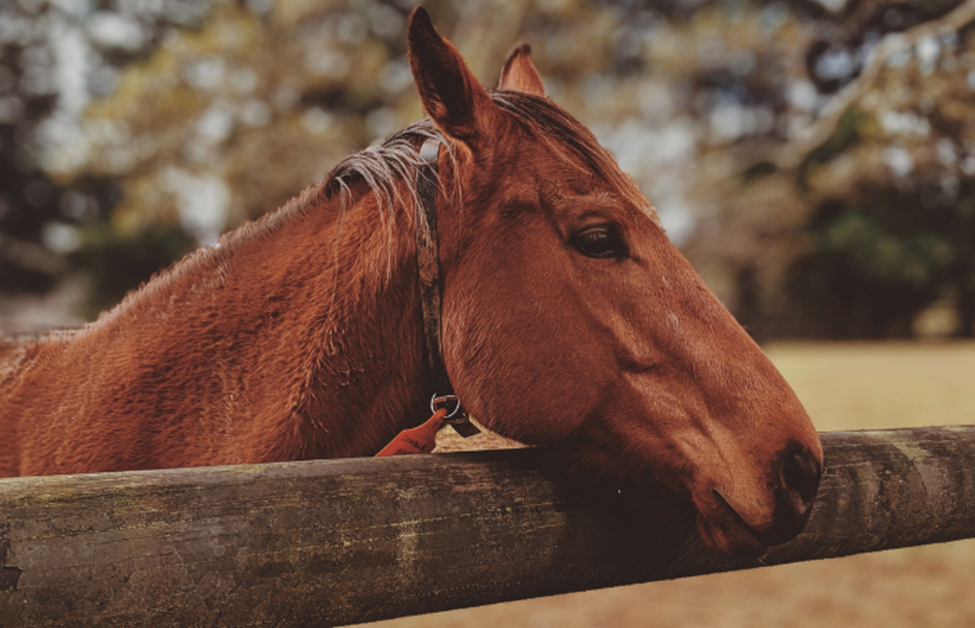 How Supplements Help Maintain Healthy Horse Joints